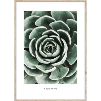 Poster cu ramă 50x70 cm Echeveria – Styler