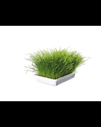 TRIXIE Recipient cu iarba măței 100 g