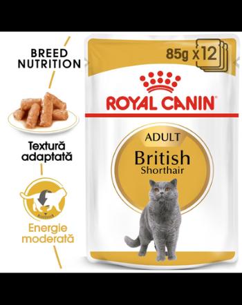 Royal Canin British Shorthair Adult hrana umeda pisica, 12 x 85 g