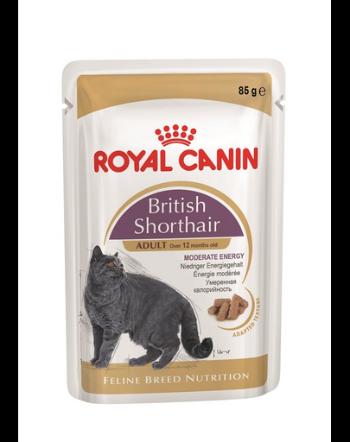 ROYAL CANIN British Shorthair hrană umedă în sos pentru pisici adulte British Shorthair 48x85 g