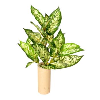 Dieffenbachia artificială verde, 45 cm