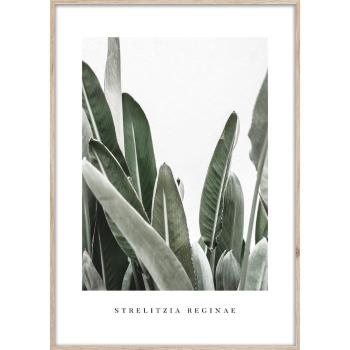 Poster cu ramă 50x70 cm Strelitzia – Styler