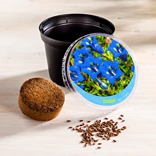 Set de plante Gentiană