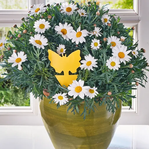 Capcană pentru muște, 24 buc.