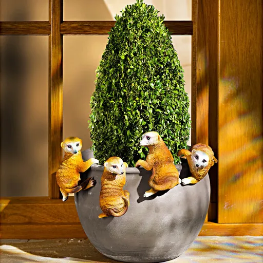 4 suricate per ghiveci