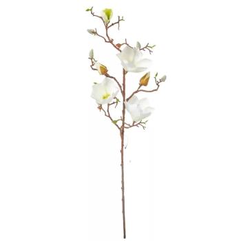 Magnólia 3 ágú 80 cm - fehér
