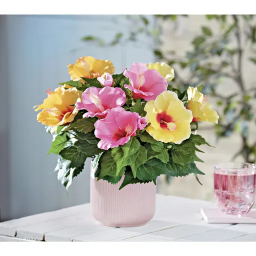 3 buchete de Hibiscus