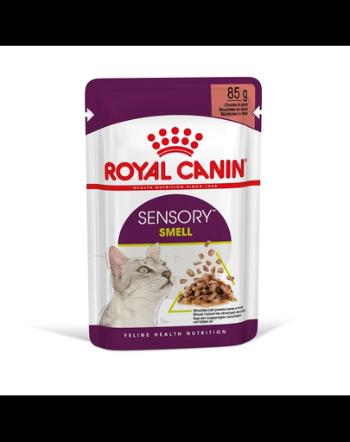 ROYAL CANIN Sensory Smell gravy 24x85 g bucăți în sos pentru pisici adulte pentru a stimula experiența olfactivă