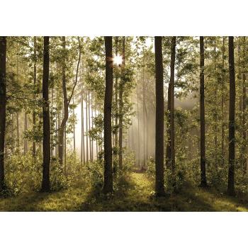 XXL Tapet foto pădure 360 x 254 cm, 4 părți