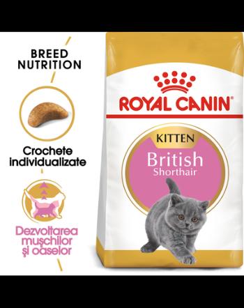 ROYAL CANIN Kitten British Shorthair 20 kg (2 x 10 kg) hrană uscată pentru pisoi British Shorthair de până la 12 luni