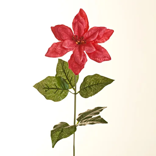 crenguță de Poinsettia