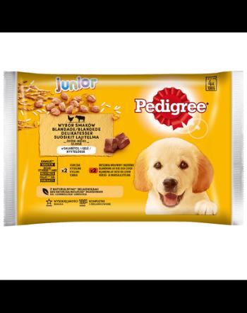 PEDIGREE Junior Hrana umeda caini junior pui si vita in aspic 52x100gr