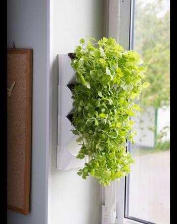 AQUAEL Modul perete Versa Garden Herbs