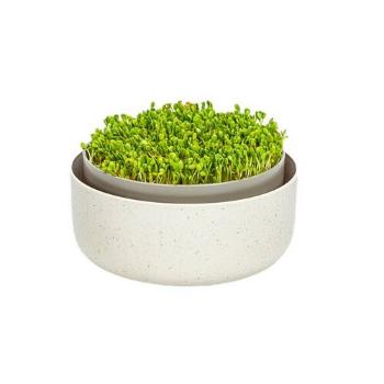 Plastia Microgreens, fildeșgerminare