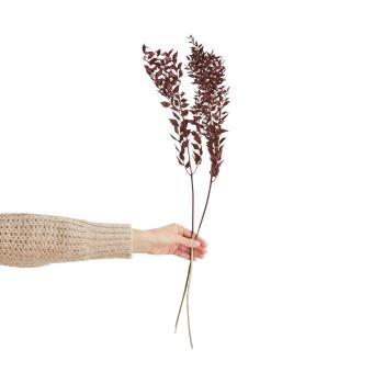 FLOWER MARKET szárított ruscus, bordó 70cm