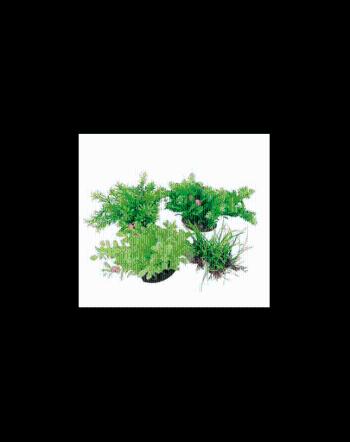 ZOLUX Aerator Aeroplant 17cm diverse culori