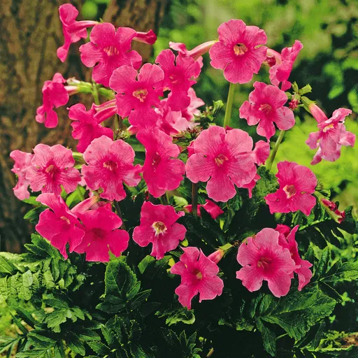 Gloxinia de grădină