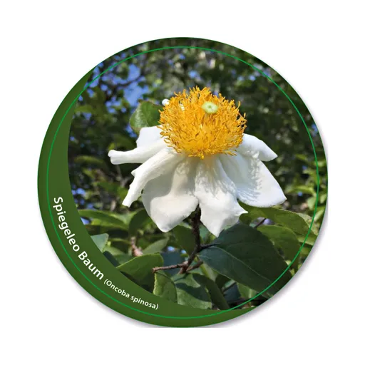 Copac "Ouă prăjite"