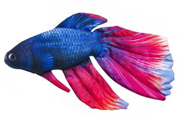 Gaby Polštář Bojovnice pestrá 53 cm,Gaby Polštář Bojovnice pestrá 53 cm