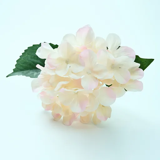 Hortensie decorativă