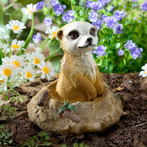 Suricată în vizuină