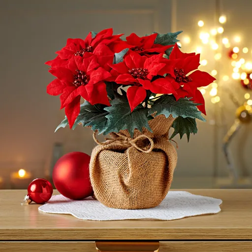 Poinsettia într-un sac de iută