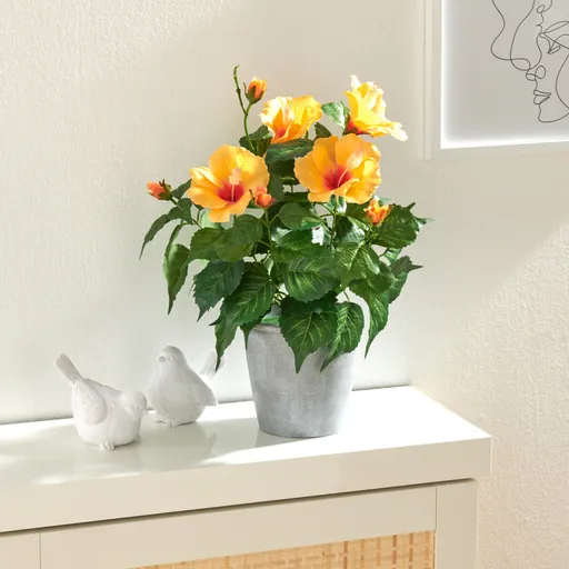 Plantă în ghiveci Hibiscus