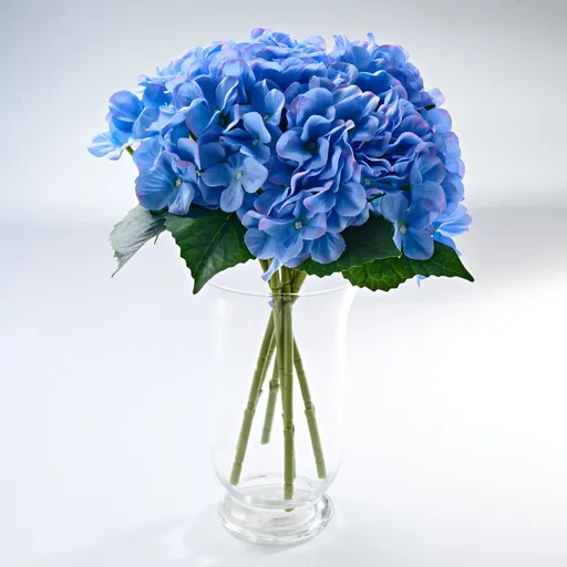 Hortensii albastre Casa Bonita