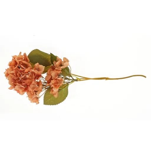 Răsaduri de hortensie