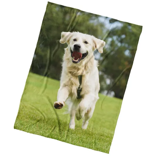 Pătură din microfibră BedTex Câine GoldenRetriever, 150 x 200 cm