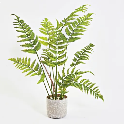 Feriga într-un ghiveci de flori