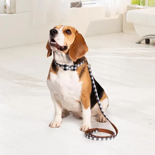 Set de zgărzi și lesă pentru câini Karo