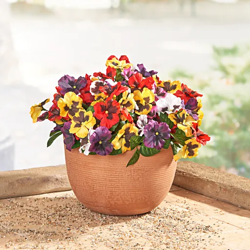 3 buchete într-un ghiveci Panseluțe