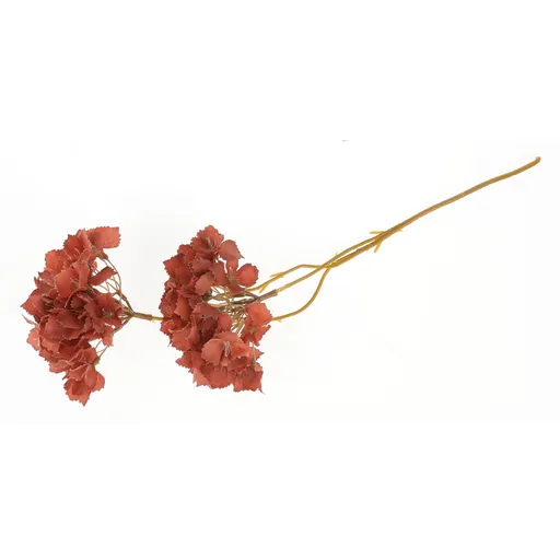 Crengută de hortensie