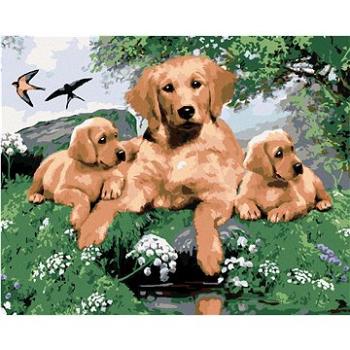 Maľovanie podľa čísel - Zlatý retriever a šteňatá (Howard Robinson) (HRAbz33398nad)