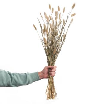 FLOWER MARKET szárított nyúlfarkfű, 70cm
