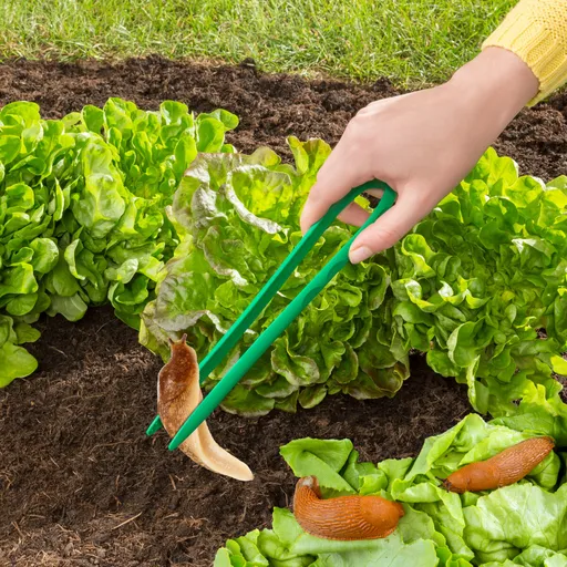 Clește pentru melci