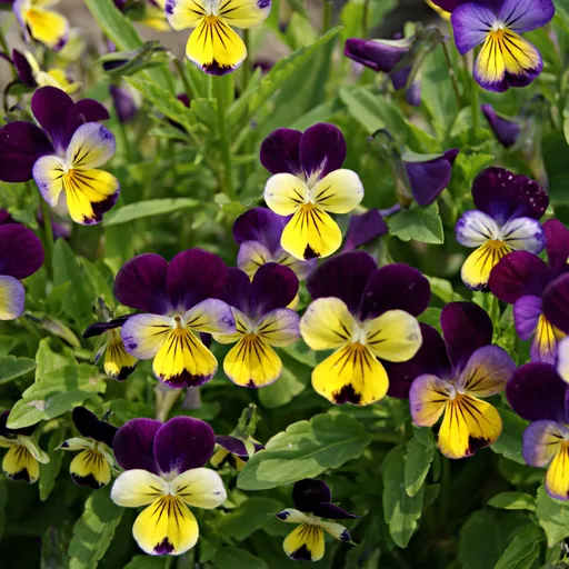 4 benzi de plantare "Panseluțe"