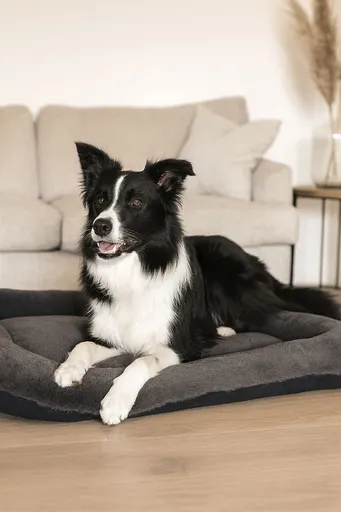 Pat pentru animale de companie, Paws & Whiskers, Sally Dog 55 x 75, Material exterior: 100% poliester, Antracit