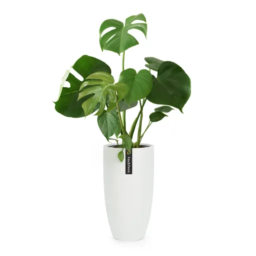 Fox & Fern Almere ghiveci Fibre Stone ideal pentru plante, lucrat manual, conic