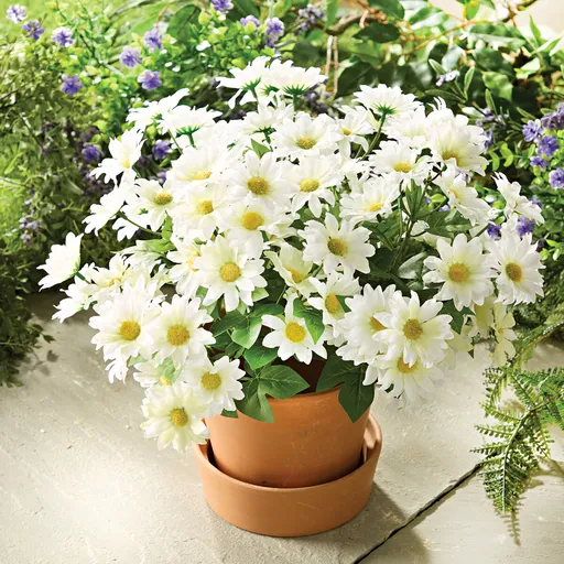 3 buchete de margarete