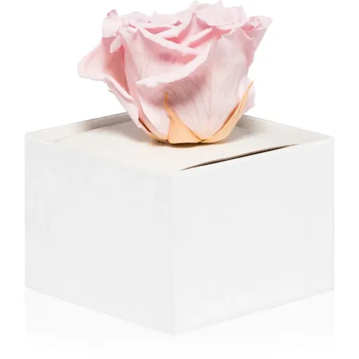 RoseAmor Pink trandafir stabilizat în cutie 1 buc