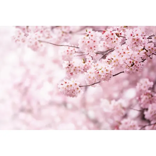 Fototapetă non-tessuta XXL Sakura 360 x 254 cm, 4părți